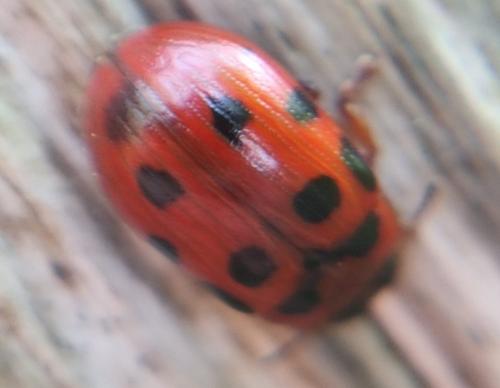 Gonioctena decemnotata